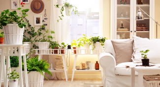 Какими растениями можно декорировать квартиру
