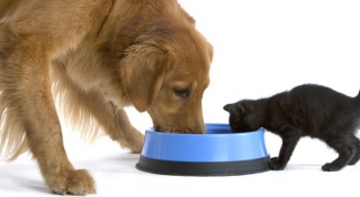 Как сделать сухой корм для кошек и собак?