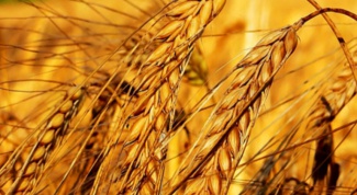 Масло зародышей пшеницы для красивой кожи