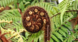 How to cook fern