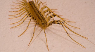 Looks like centipede and dangerous whether it is for a person