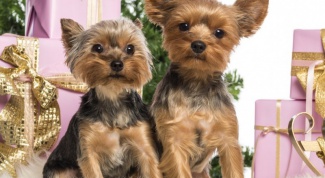 How to buy a Yorkshire Terrier