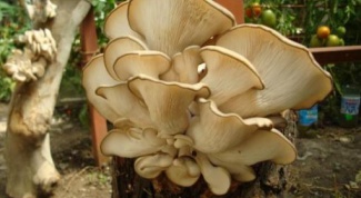 How to cook oyster mushrooms