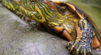 How to care for a water turtle