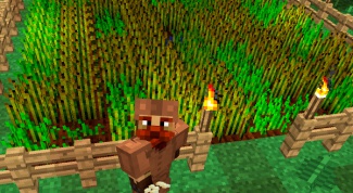 How to grow in Minecraft