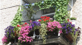 Как выбрать контейнер для выращивания растений на балконе
