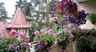 Особенности ухода за растениями на балконе
