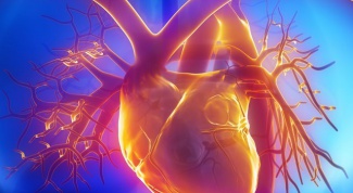 Какова роль сердца в кровообращении