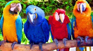How much are parrots 