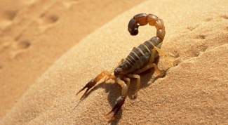 Какие животные живут в пустыне Сахара