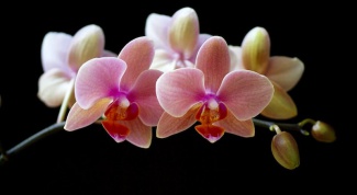 How to stimulate flowering orchids