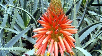 How and when aloe blooms