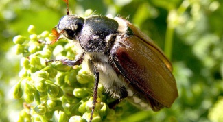 Как размножаются майские жуки и где они живут