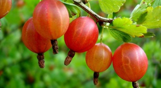 How to make homemade wine from gooseberries