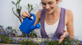 Как развести голубиный помет для поливки комнатных растений