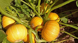 Bush pumpkins