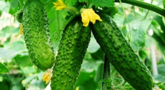 Why cucumbers are a lot of barren flowers
