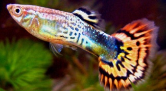 How to care for guppies