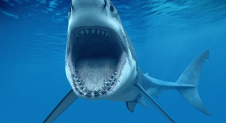 Сколько зубов у акулы