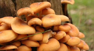 Что такое древесный гриб 