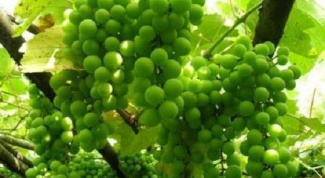Чем полезен зеленый виноград 