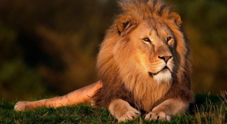Почему льва называют царем зверей