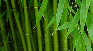 Как вырастить домашний бамбук