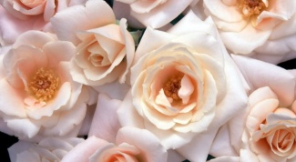 How to choose fresh roses