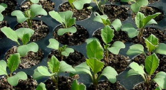 Выращивание капусты без рассады