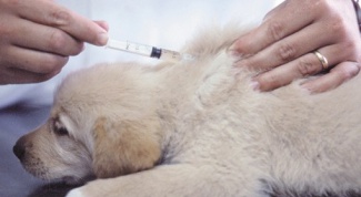 How to calculate the dose of amoxicillin for dogs