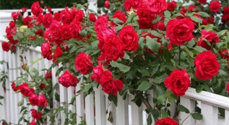 6 ошибок, которые розы не прощают