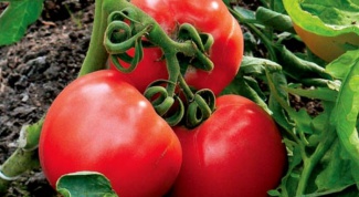 Как защитить овощи от фитофтороза
