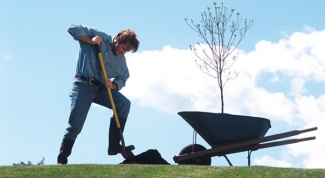 Как заложить сад на дачном участке