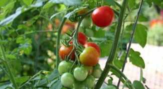 How easy it is to grow tomatoes on the windowsill