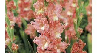 When and what to feed gladiolus