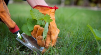 Как бороться с сорняками: 5 верных способов