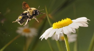 Как сделать летающую пчелу из магнита
