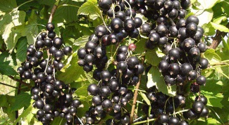 Varieties of black currant, resistant to powdery mildew