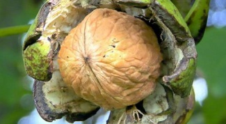 Как вырастить дерево грецкого ореха