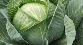 How to plant cabbage in the open ground