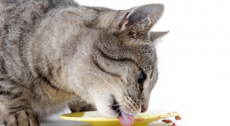 Правильное питание для кошки