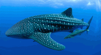 Какие виды акул считаются самыми крупными