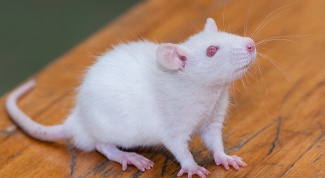 Как ухаживать за крысой