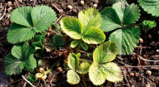 The causes of wilting strawberries