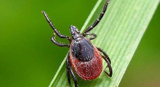 What to do if you are bitten by a tick