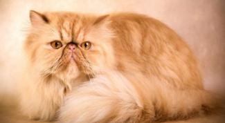 Как ухаживать за персидским котом