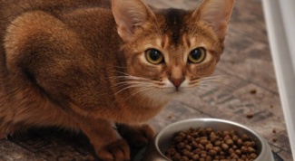Как выбрать сухой корм для кошки