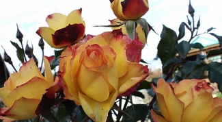 Rose varieties suitable for cultivation in Central Russia 