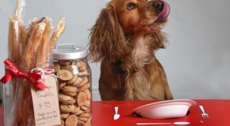 Сухой корм для собак: вред или польза
