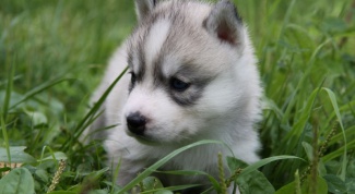 How to care for a husky puppy